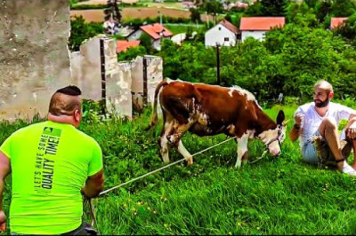 🐄 LOPOVI su počeli PONIŽAVATI sami sebe